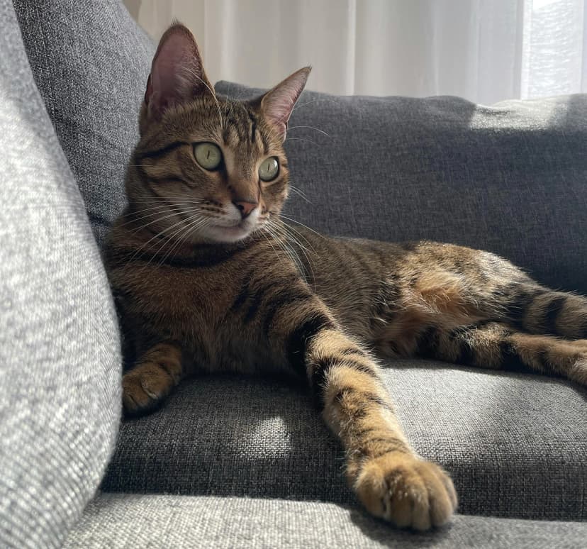 Cat