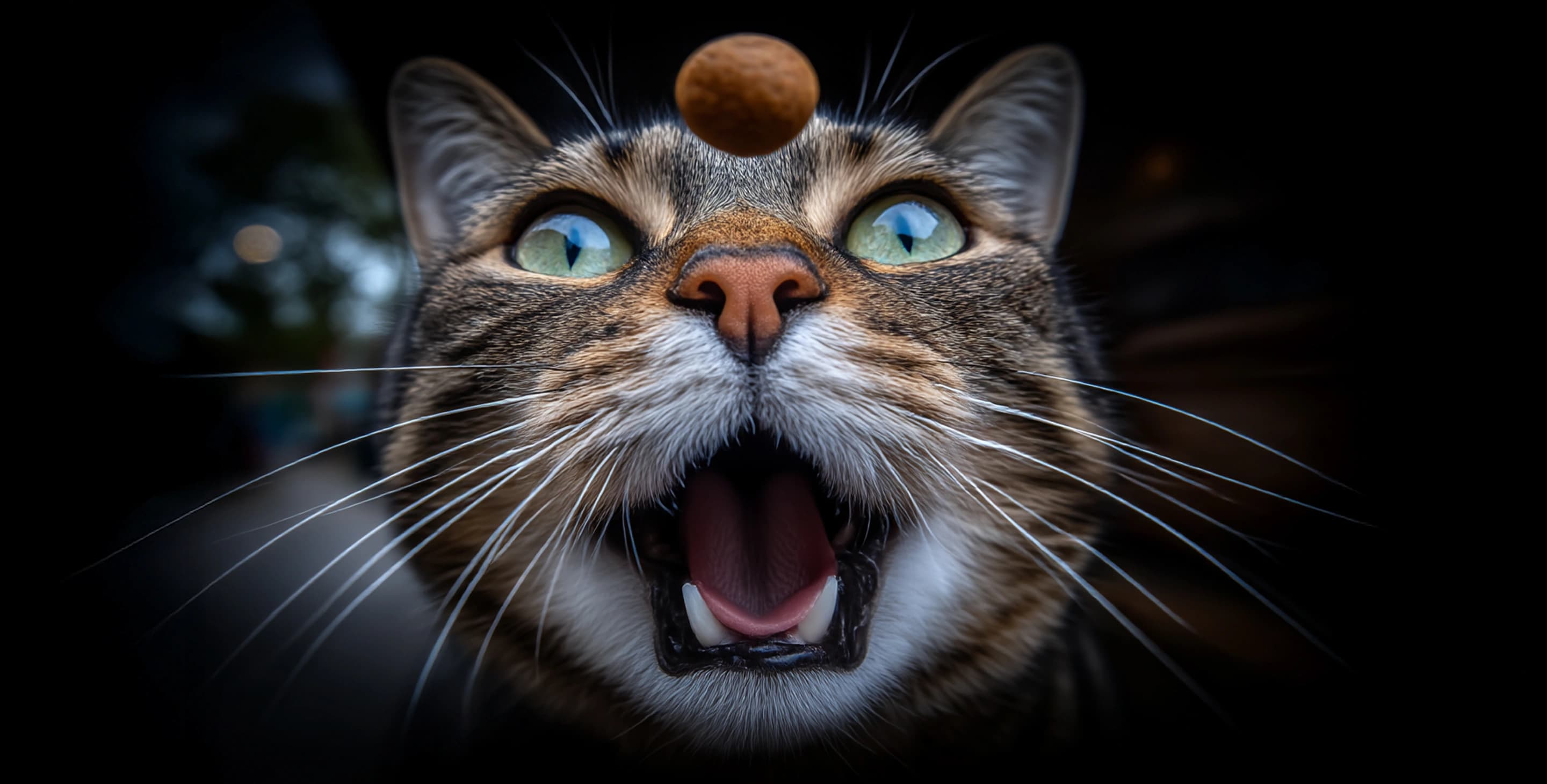 Cat Image